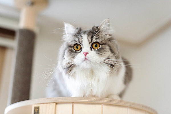 포토 JPG 한마리 응시 실내 사람없음 앞모습 반려동물 귀여움 고양이 동물라이프 반려 캣타워 반려묘 스코티쉬스트레이트 국내포토 반려용품 동물 1 라이프스타일 시선 뷰포인트 컨셉 포유류 내부 오브젝트 파일형식