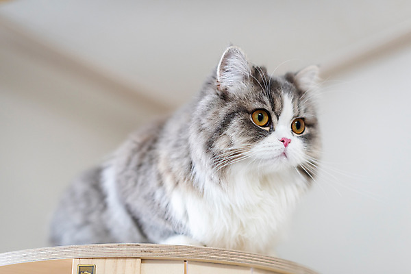 포토 JPG 한마리 응시 실내 사람없음 옆모습 반려동물 귀여움 고양이 동물라이프 반려 캣타워 반려묘 스코티쉬스트레이트 국내포토 반려용품 동물 1 라이프스타일 시선 뷰포인트 컨셉 포유류 내부 오브젝트 파일형식