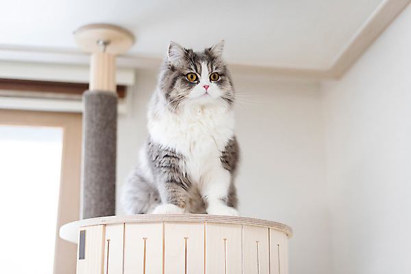 포토 JPG 한마리 응시 실내 사람없음 앞모습 반려동물 귀여움 고양이 동물라이프 반려 캣타워 반려묘 스코티쉬스트레이트 국내포토 반려용품 동물 1 라이프스타일 시선 뷰포인트 컨셉 포유류 내부 오브젝트 파일형식