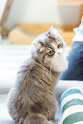 포토 JPG 한마리 실내 사람없음 뒷모습 반려동물 귀여움 고양이 동물라이프 반려 반려묘 스코티쉬스트레이트 고양이침대 국내포토 동물 1 라이프스타일 뷰포인트 컨셉 포유류 내부 침대 파일형식 애묘용품