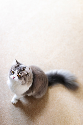 포토 JPG 한마리 실내 사람없음 옆모습 반려동물 하이앵글 귀여움 고양이 동물라이프 반려 반려묘 스코티쉬스트레이트 국내포토 동물 1 라이프스타일 뷰포인트 컨셉 포유류 내부 파일형식