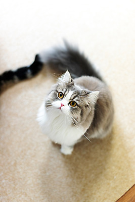 포토 JPG 한마리 실내 사람없음 앞모습 반려동물 하이앵글 귀여움 고양이 올려보기 동물라이프 반려 반려묘 스코티쉬스트레이트 국내포토 동물 1 라이프스타일 뷰포인트 컨셉 포유류 모션 내부 파일형식