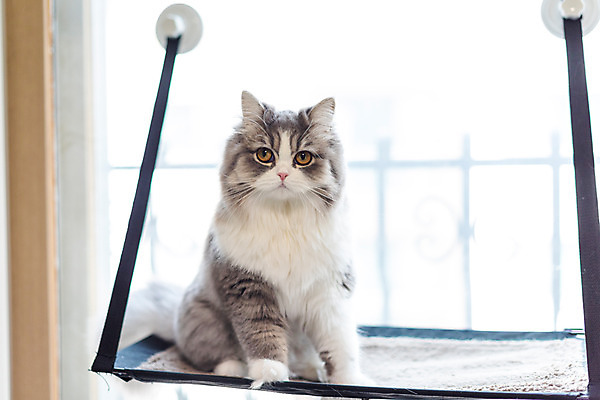 포토 JPG 한마리 실내 사람없음 앞모습 반려동물 귀여움 고양이 창가 해먹 동물라이프 반려 반려묘 스코티쉬스트레이트 국내포토 동물 1 라이프스타일 뷰포인트 컨셉 창문 포유류 내부 침대 파일형식