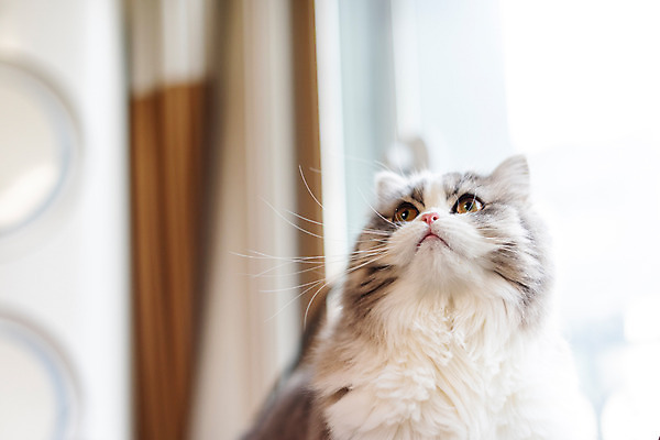 포토 JPG 한마리 실내 사람없음 앞모습 반려동물 귀여움 고양이 올려보기 동물라이프 반려 반려묘 스코티쉬스트레이트 국내포토 동물 1 라이프스타일 뷰포인트 컨셉 포유류 모션 내부 파일형식