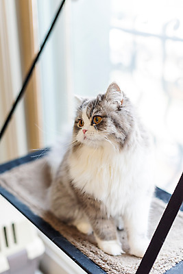 포토 JPG 한마리 응시 실내 사람없음 앞모습 반려동물 귀여움 고양이 창가 해먹 동물라이프 반려 반려묘 스코티쉬스트레이트 국내포토 동물 1 라이프스타일 시선 뷰포인트 컨셉 창문 포유류 내부 침대 파일형식