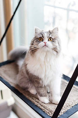 포토 JPG 한마리 응시 실내 사람없음 앞모습 반려동물 귀여움 고양이 창가 해먹 동물라이프 반려 반려묘 스코티쉬스트레이트 국내포토 동물 1 라이프스타일 시선 뷰포인트 컨셉 창문 포유류 내부 침대 파일형식