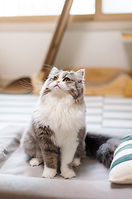 포토 JPG 한마리 실내 사람없음 앞모습 반려동물 하이앵글 귀여움 고양이 올려보기 동물라이프 반려 반려묘 스코티쉬스트레이트 고양이침대 국내포토 동물 1 라이프스타일 뷰포인트 컨셉 포유류 모션 내부 침대 파일형식 애묘용품