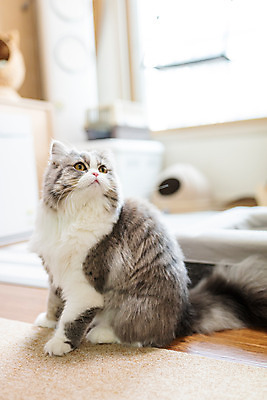 포토 JPG 한마리 실내 사람없음 옆모습 반려동물 귀여움 고양이 동물라이프 반려 반려묘 스코티쉬스트레이트 고양이침대 국내포토 동물 1 라이프스타일 뷰포인트 컨셉 포유류 내부 침대 파일형식 애묘용품