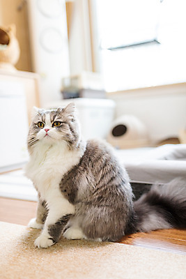 포토 JPG 한마리 실내 사람없음 옆모습 반려동물 귀여움 고양이 동물라이프 반려 반려묘 스코티쉬스트레이트 고양이침대 국내포토 동물 1 라이프스타일 뷰포인트 컨셉 포유류 내부 침대 파일형식 애묘용품