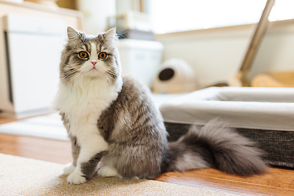 포토 JPG 한마리 실내 사람없음 옆모습 반려동물 귀여움 고양이 동물라이프 반려 반려묘 스코티쉬스트레이트 고양이침대 국내포토 동물 1 라이프스타일 뷰포인트 컨셉 포유류 내부 침대 파일형식 애묘용품