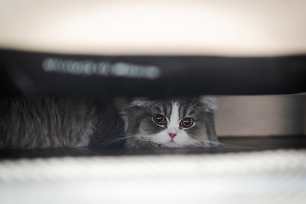 포토 JPG 한마리 실내 사람없음 반려동물 소파 귀여움 고양이 동물라이프 반려 숨기 반려묘 스코티쉬스트레이트 국내포토 동물 1 라이프스타일 컨셉 의자 포유류 모션 내부 파일형식