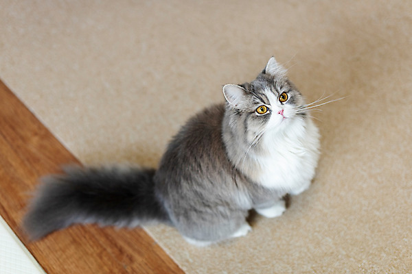 포토 JPG 한마리 실내 사람없음 옆모습 반려동물 하이앵글 귀여움 고양이 올려보기 동물라이프 반려 반려묘 스코티쉬스트레이트 국내포토 동물 1 라이프스타일 뷰포인트 컨셉 포유류 모션 내부 파일형식