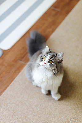 포토 JPG 한마리 실내 사람없음 앞모습 반려동물 하이앵글 귀여움 고양이 올려보기 동물라이프 반려 반려묘 스코티쉬스트레이트 국내포토 동물 1 라이프스타일 뷰포인트 컨셉 포유류 모션 내부 파일형식