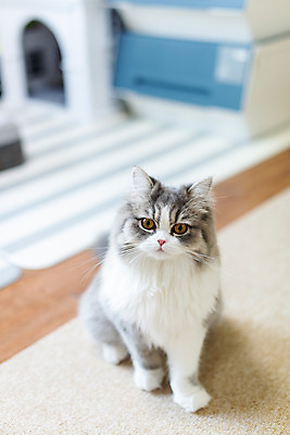 포토 JPG 한마리 실내 사람없음 앞모습 반려동물 하이앵글 귀여움 고양이 동물라이프 반려 반려묘 스코티쉬스트레이트 국내포토 동물 1 라이프스타일 뷰포인트 컨셉 포유류 내부 파일형식