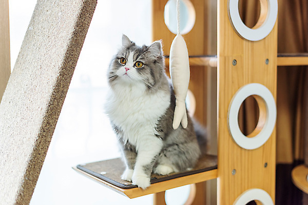 포토 JPG 한마리 응시 실내 사람없음 옆모습 반려동물 귀여움 고양이 동물라이프 반려 캣타워 반려묘 스코티쉬스트레이트 국내포토 반려용품 동물 1 라이프스타일 시선 뷰포인트 컨셉 포유류 내부 오브젝트 파일형식