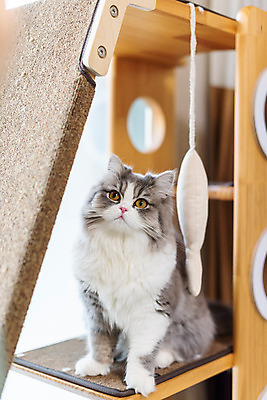 포토 JPG 한마리 응시 실내 사람없음 앞모습 반려동물 귀여움 고양이 동물라이프 반려 캣타워 반려묘 스코티쉬스트레이트 국내포토 반려용품 동물 1 라이프스타일 시선 뷰포인트 컨셉 포유류 내부 오브젝트 파일형식