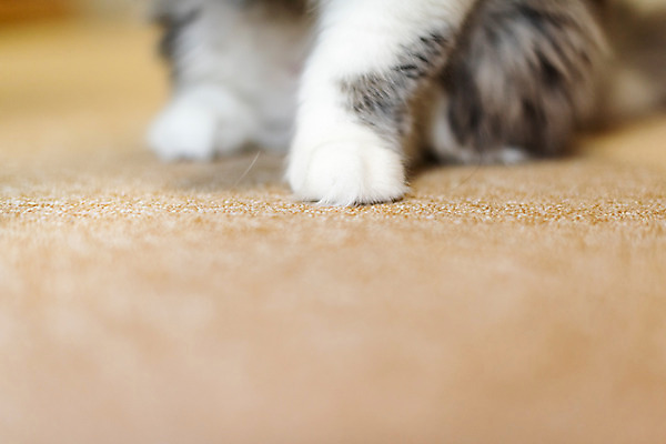 포토 JPG 한마리 발 실내 근접촬영 사람없음 앞모습 반려동물 귀여움 고양이 동물라이프 반려 반려묘 스코티쉬스트레이트 국내포토 동물 1 라이프스타일 뷰포인트 컨셉 포유류 내부 신체부위 파일형식