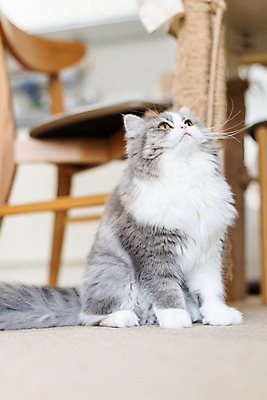 포토 JPG 한마리 식탁 실내 사람없음 앞모습 반려동물 귀여움 고양이 올려보기 동물라이프 반려 반려묘 스코티쉬스트레이트 국내포토 동물 1 라이프스타일 뷰포인트 컨셉 포유류 모션 탁자 내부 파일형식