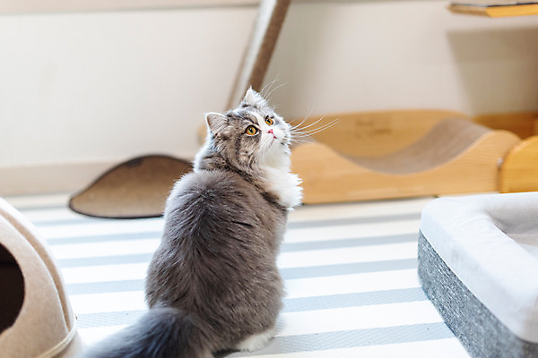 포토 JPG 한마리 실내 사람없음 뒷모습 반려동물 귀여움 고양이 올려보기 뒤돌아보기 동물라이프 반려 반려묘 스코티쉬스트레이트 고양이침대 국내포토 동물 1 라이프스타일 뷰포인트 컨셉 포유류 모션 내부 침대 파일형식 애묘용품