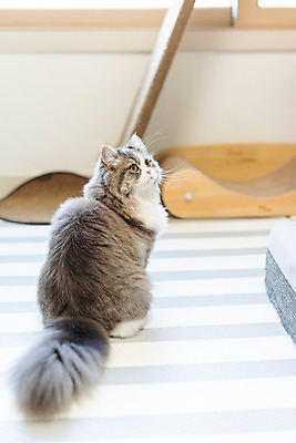 포토 JPG 한마리 실내 사람없음 뒷모습 반려동물 귀여움 고양이 뒤돌아보기 동물라이프 반려 반려묘 스코티쉬스트레이트 국내포토 동물 1 라이프스타일 뷰포인트 컨셉 포유류 모션 내부 파일형식