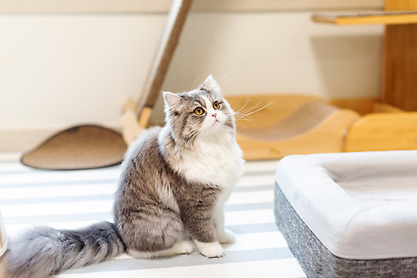 포토 JPG 한마리 실내 사람없음 옆모습 반려동물 귀여움 고양이 동물라이프 반려 반려묘 스코티쉬스트레이트 고양이침대 국내포토 동물 1 라이프스타일 뷰포인트 컨셉 포유류 내부 침대 파일형식 애묘용품