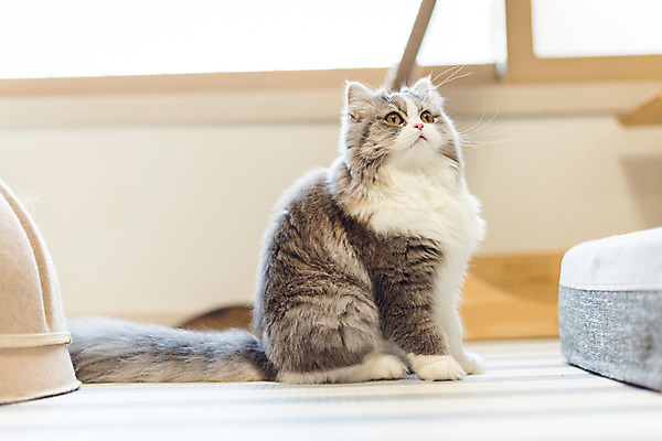 포토 JPG 한마리 실내 사람없음 옆모습 반려동물 귀여움 고양이 동물라이프 반려 반려묘 스코티쉬스트레이트 고양이침대 국내포토 동물 1 라이프스타일 뷰포인트 컨셉 포유류 내부 침대 파일형식 애묘용품