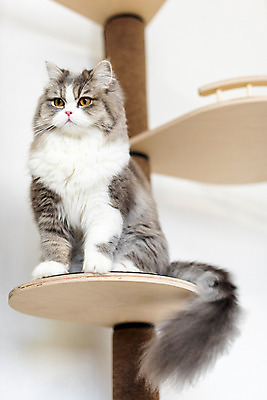 포토 JPG 한마리 응시 실내 사람없음 앞모습 반려동물 귀여움 고양이 동물라이프 반려 캣타워 반려묘 스코티쉬스트레이트 국내포토 반려용품 동물 1 라이프스타일 시선 뷰포인트 컨셉 포유류 내부 오브젝트 파일형식