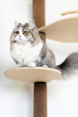 포토 JPG 한마리 응시 실내 사람없음 앞모습 반려동물 귀여움 고양이 동물라이프 반려 캣타워 반려묘 스코티쉬스트레이트 국내포토 반려용품 동물 1 라이프스타일 시선 뷰포인트 컨셉 포유류 내부 오브젝트 파일형식