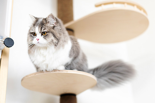 포토 JPG 한마리 응시 실내 사람없음 앞모습 반려동물 귀여움 고양이 동물라이프 반려 캣타워 반려묘 스코티쉬스트레이트 국내포토 반려용품 동물 1 라이프스타일 시선 뷰포인트 컨셉 포유류 내부 오브젝트 파일형식