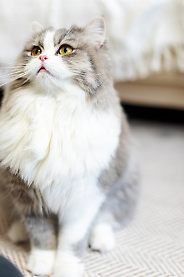 포토 JPG 한마리 실내 사람없음 앞모습 반려동물 귀여움 고양이 올려보기 동물라이프 반려 반려묘 스코티쉬스트레이트 국내포토 동물 1 라이프스타일 뷰포인트 컨셉 포유류 모션 내부 파일형식