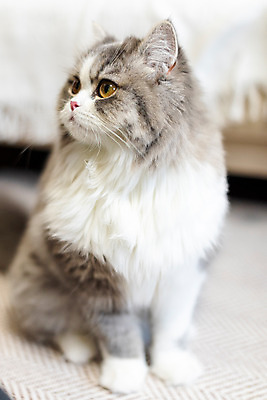 포토 JPG 한마리 응시 실내 사람없음 앞모습 반려동물 귀여움 고양이 동물라이프 반려 반려묘 스코티쉬스트레이트 국내포토 동물 1 라이프스타일 시선 뷰포인트 컨셉 포유류 내부 파일형식