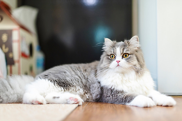 포토 JPG 한마리 실내 사람없음 옆모습 반려동물 귀여움 고양이 동물라이프 반려 반려묘 스코티쉬스트레이트 국내포토 동물 1 라이프스타일 뷰포인트 컨셉 포유류 내부 파일형식