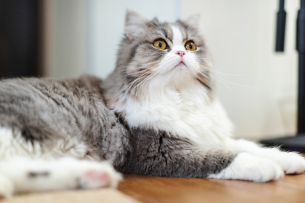 포토 JPG 한마리 응시 실내 사람없음 옆모습 반려동물 귀여움 고양이 동물라이프 반려 반려묘 스코티쉬스트레이트 국내포토 동물 1 라이프스타일 시선 뷰포인트 컨셉 포유류 내부 파일형식