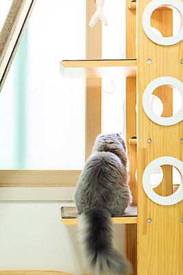 포토 JPG 한마리 응시 실내 사람없음 뒷모습 반려동물 귀여움 고양이 동물라이프 반려 캣타워 반려묘 스코티쉬스트레이트 국내포토 반려용품 동물 1 라이프스타일 시선 뷰포인트 컨셉 포유류 내부 오브젝트 파일형식