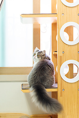 포토 JPG 한마리 응시 실내 사람없음 뒷모습 반려동물 귀여움 고양이 뒤돌아보기 동물라이프 반려 캣타워 반려묘 스코티쉬스트레이트 국내포토 반려용품 동물 1 라이프스타일 시선 뷰포인트 컨셉 포유류 모션 내부 오브젝트 파일형식