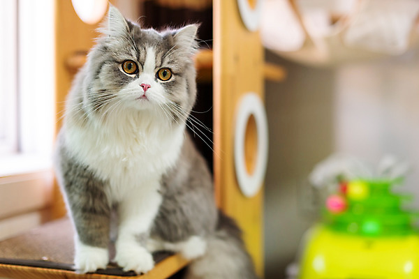 포토 JPG 한마리 응시 실내 사람없음 앞모습 반려동물 귀여움 고양이 동물라이프 반려 캣타워 반려묘 스코티쉬스트레이트 국내포토 반려용품 동물 1 라이프스타일 시선 뷰포인트 컨셉 포유류 내부 오브젝트 파일형식