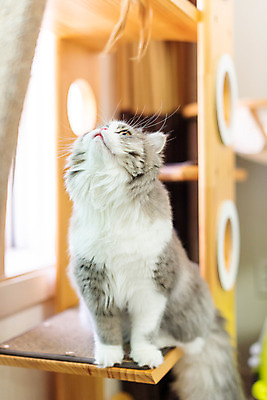 포토 JPG 한마리 응시 실내 사람없음 앞모습 반려동물 귀여움 고양이 올려보기 동물라이프 반려 캣타워 반려묘 스코티쉬스트레이트 국내포토 반려용품 동물 1 라이프스타일 시선 뷰포인트 컨셉 포유류 모션 내부 오브젝트 파일형식