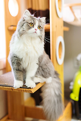 포토 JPG 한마리 응시 실내 사람없음 앞모습 반려동물 귀여움 고양이 동물라이프 반려 캣타워 반려묘 스코티쉬스트레이트 국내포토 반려용품 동물 1 라이프스타일 시선 뷰포인트 컨셉 포유류 내부 오브젝트 파일형식