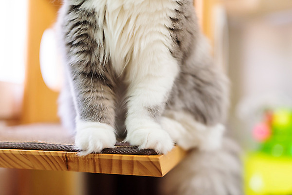 포토 JPG 한마리 응시 실내 근접촬영 사람없음 앞모습 반려동물 귀여움 고양이 동물라이프 반려 캣타워 반려묘 스코티쉬스트레이트 국내포토 반려용품 동물 1 라이프스타일 시선 뷰포인트 컨셉 포유류 내부 오브젝트 파일형식