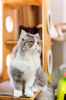 포토 JPG 한마리 응시 실내 사람없음 앞모습 반려동물 귀여움 고양이 동물라이프 반려 캣타워 반려묘 스코티쉬스트레이트 국내포토 반려용품 동물 1 라이프스타일 시선 뷰포인트 컨셉 포유류 내부 오브젝트 파일형식