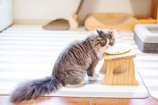포토 JPG 한마리 실내 사람없음 옆모습 반려동물 귀여움 식사 고양이 밥그릇 동물라이프 반려 반려묘 스코티쉬스트레이트 국내포토 동물 1 라이프스타일 그릇 뷰포인트 컨셉 포유류 내부 파일형식