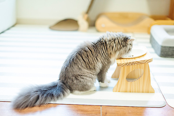 포토 JPG 한마리 실내 사람없음 옆모습 반려동물 귀여움 식사 고양이 밥그릇 동물라이프 반려 반려묘 스코티쉬스트레이트 국내포토 동물 1 라이프스타일 그릇 뷰포인트 컨셉 포유류 내부 파일형식