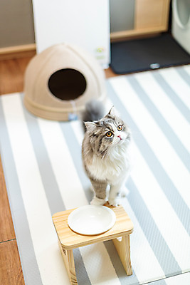 포토 JPG 한마리 실내 사람없음 앞모습 반려동물 하이앵글 귀여움 식사 고양이 기다림 밥그릇 동물라이프 반려 반려묘 스코티쉬스트레이트 국내포토 동물 1 라이프스타일 그릇 뷰포인트 컨셉 포유류 모션 내부 파일형식