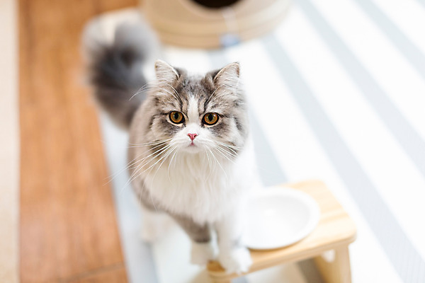 포토 JPG 한마리 실내 사람없음 앞모습 반려동물 귀여움 식사 고양이 밥그릇 동물라이프 반려 반려묘 스코티쉬스트레이트 국내포토 동물 1 라이프스타일 그릇 뷰포인트 컨셉 포유류 내부 파일형식