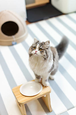 포토 JPG 한마리 실내 사람없음 앞모습 반려동물 하이앵글 귀여움 식사 고양이 올려보기 기다림 밥그릇 동물라이프 반려 반려묘 스코티쉬스트레이트 국내포토 동물 1 라이프스타일 그릇 뷰포인트 컨셉 포유류 모션 내부 파일형식
