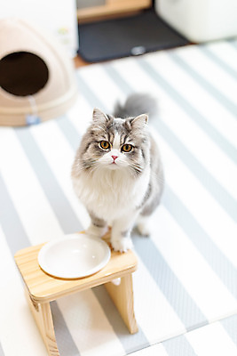 포토 JPG 한마리 실내 사람없음 앞모습 반려동물 하이앵글 귀여움 식사 고양이 기다림 밥그릇 동물라이프 반려 반려묘 스코티쉬스트레이트 국내포토 동물 1 라이프스타일 그릇 뷰포인트 컨셉 포유류 모션 내부 파일형식