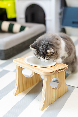 포토 JPG 한마리 실내 사람없음 앞모습 반려동물 귀여움 식사 고양이 밥그릇 동물라이프 반려 반려묘 스코티쉬스트레이트 국내포토 동물 1 라이프스타일 그릇 뷰포인트 컨셉 포유류 내부 파일형식