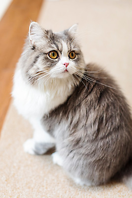 포토 JPG 한마리 실내 사람없음 뒷모습 반려동물 귀여움 고양이 올려보기 뒤돌아보기 동물라이프 반려 반려묘 스코티쉬스트레이트 국내포토 동물 1 라이프스타일 뷰포인트 컨셉 포유류 모션 내부 파일형식