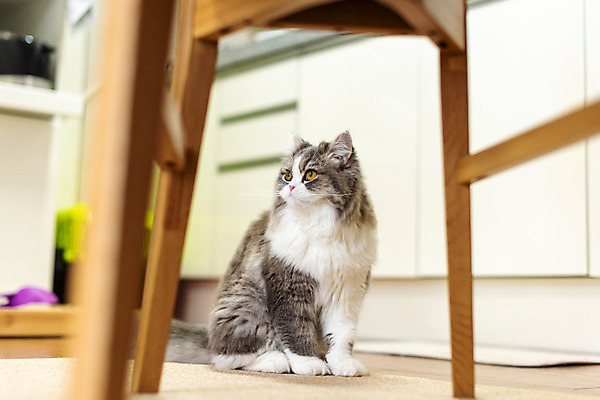 포토 JPG 한마리 응시 식탁 실내 사람없음 앞모습 반려동물 귀여움 고양이 동물라이프 반려 반려묘 스코티쉬스트레이트 국내포토 동물 1 라이프스타일 시선 뷰포인트 컨셉 포유류 탁자 내부 파일형식