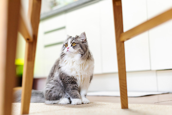 포토 JPG 한마리 응시 식탁 실내 사람없음 앞모습 반려동물 귀여움 고양이 동물라이프 반려 반려묘 스코티쉬스트레이트 국내포토 동물 1 라이프스타일 시선 뷰포인트 컨셉 포유류 탁자 내부 파일형식